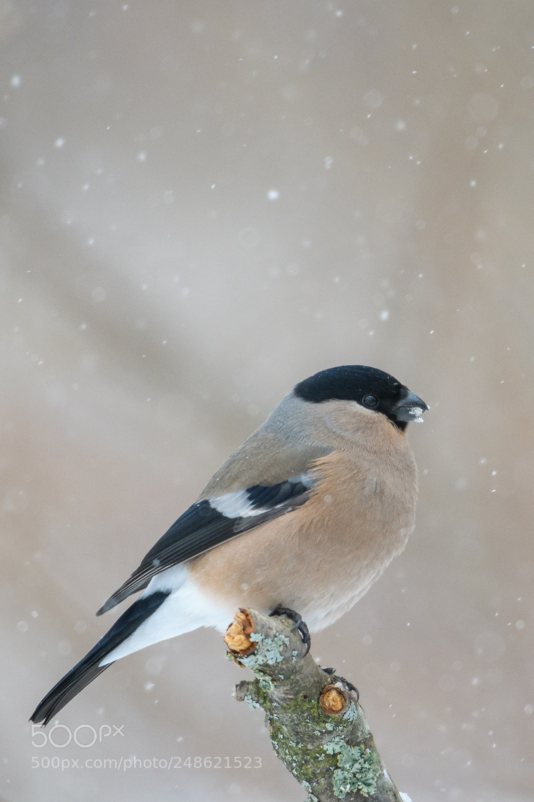 Nikon D500 sample photo. Posing in snowfal photography