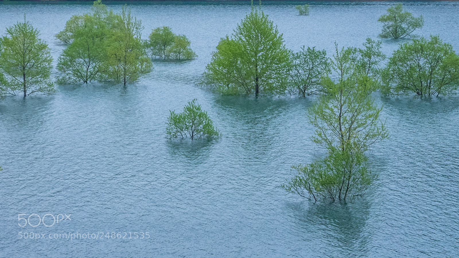 Olympus OM-D E-M1 sample photo. Aqua forest photography