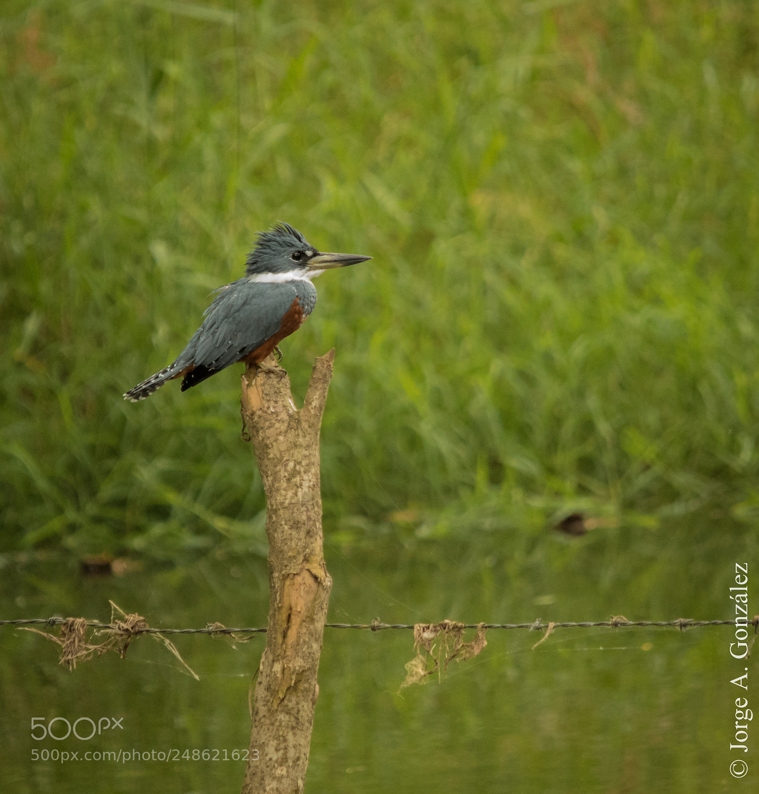 Canon EOS 7D Mark II sample photo. King fisher photography