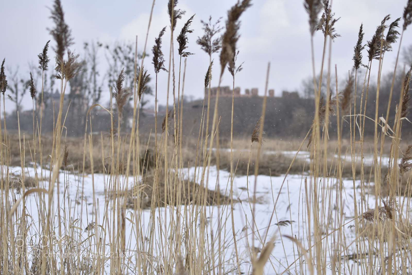 Nikon D5500 sample photo. Ears photography