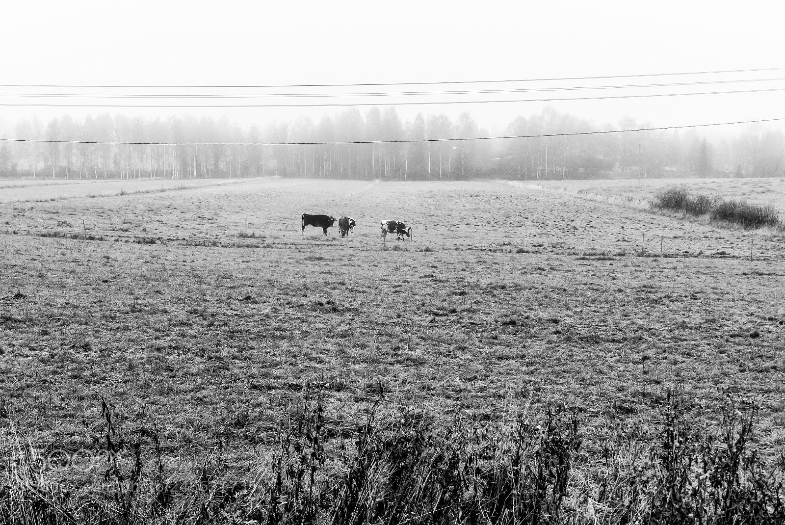 Nikon D810 sample photo. Untitled photography