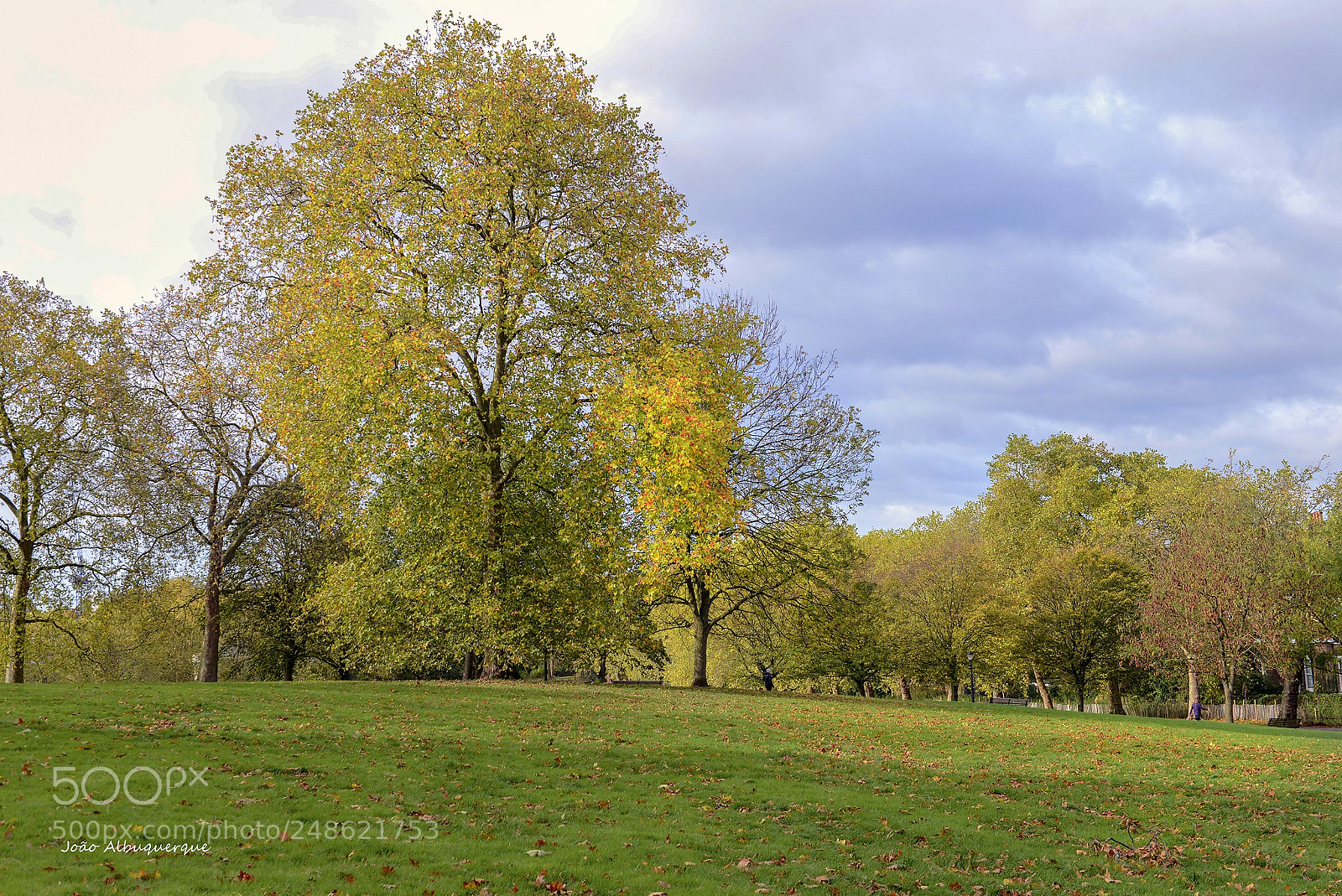 Nikon D600 sample photo. Autumn of last year photography