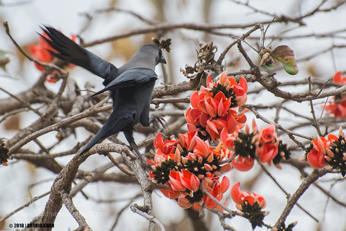 Nikon D3100 sample photo. House crow and butea photography