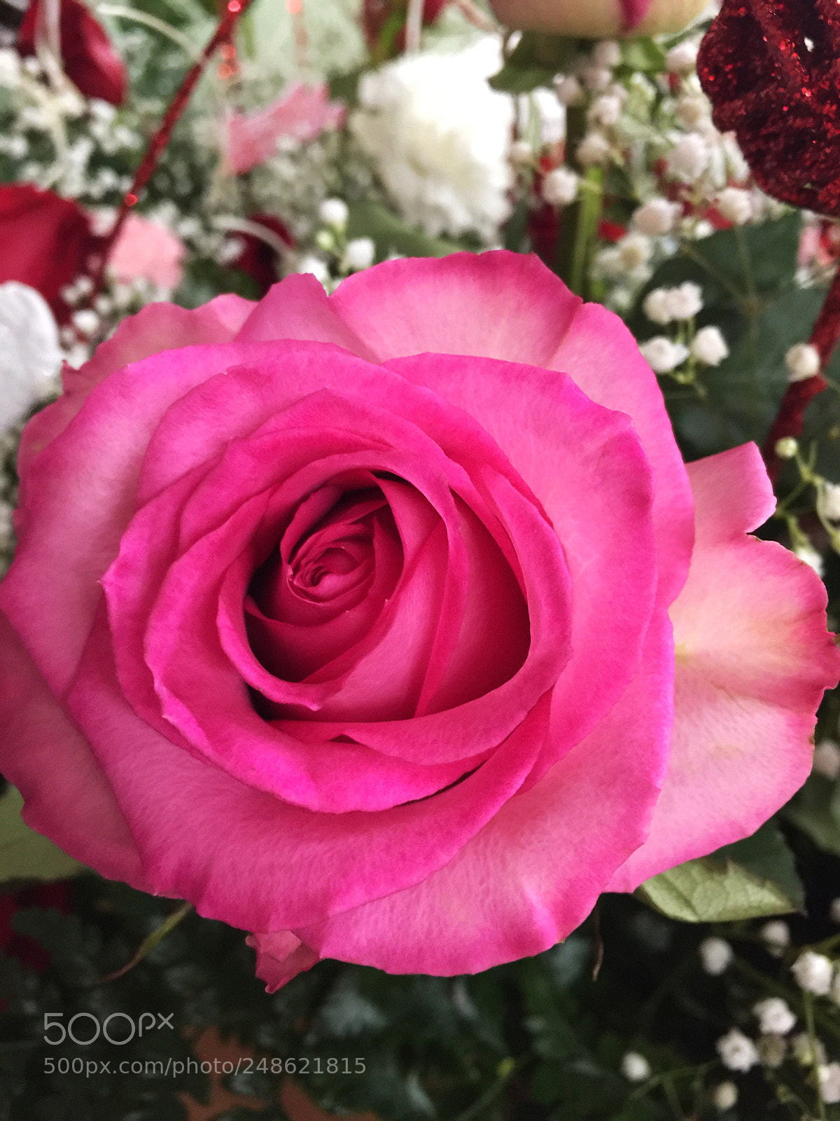 Apple iPhone 6 Plus sample photo. Today’s flower ? photography
