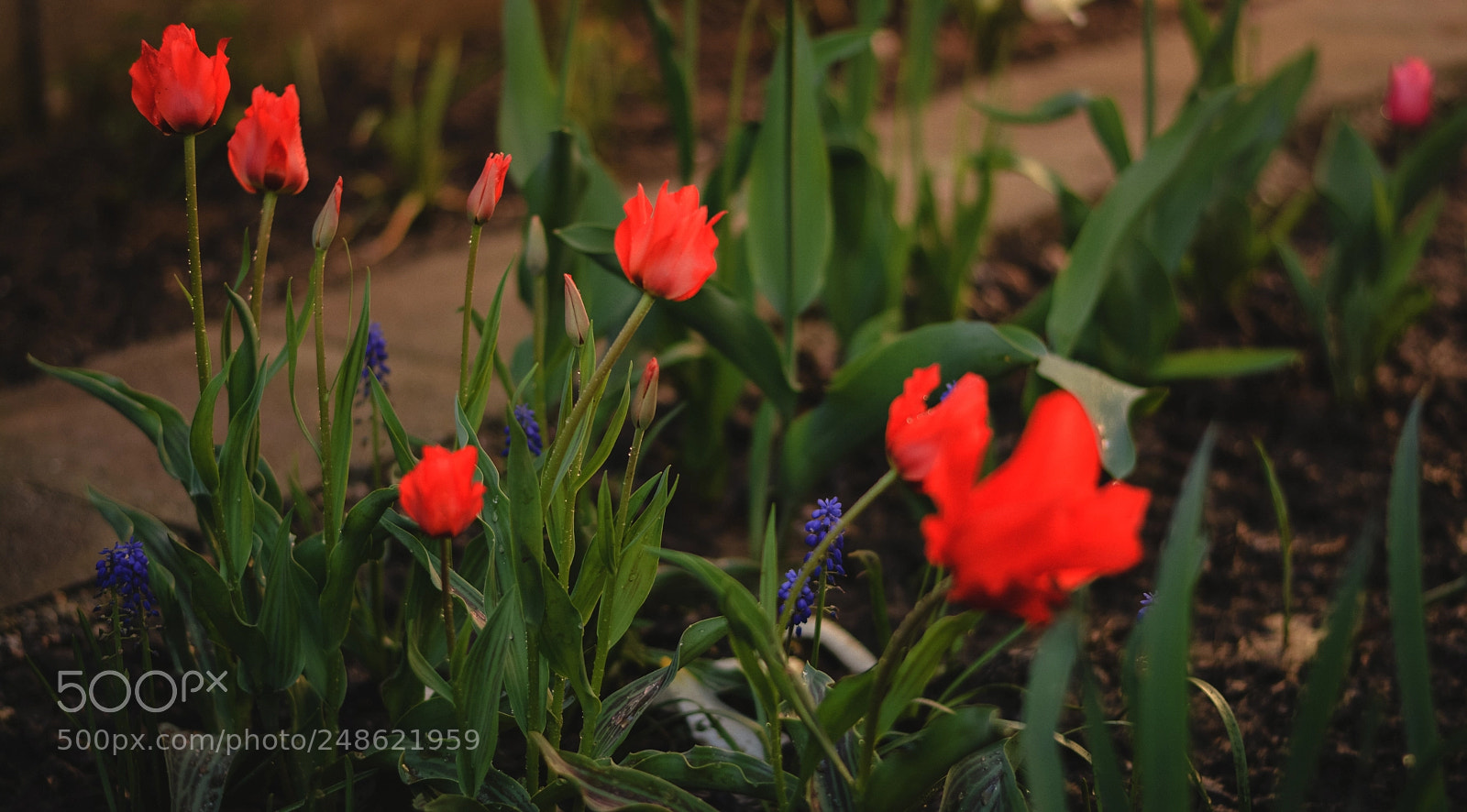 Nikon D5200 sample photo. Red riding hood photography