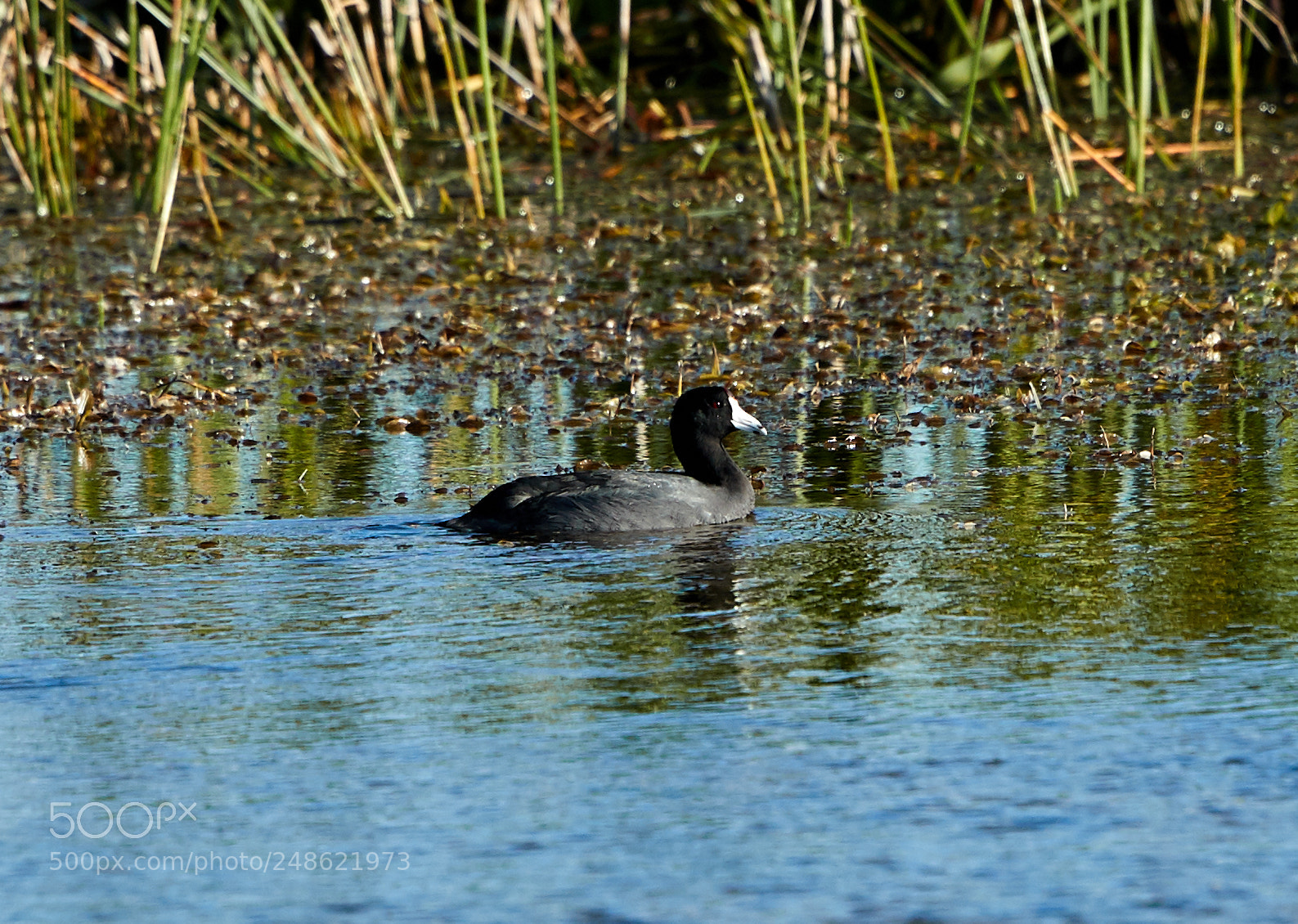 Canon EOS-1D X Mark II sample photo. 03-08-18-0006524.jpg photography