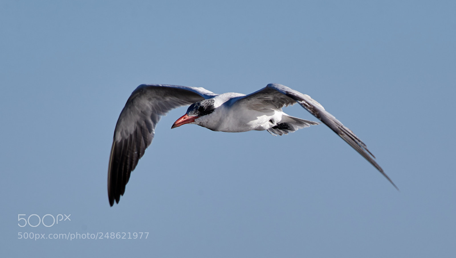 Canon EOS-1D X Mark II sample photo. 03-08-18-0006522.jpg photography