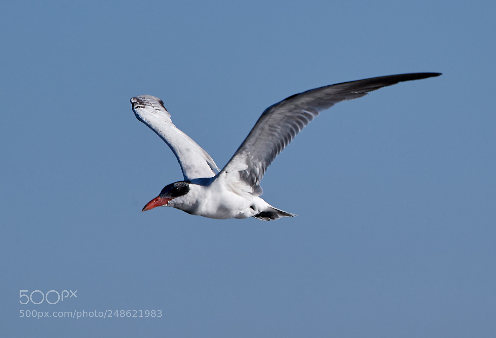 Canon EOS-1D X Mark II sample photo. 03-08-18-0006523.jpg photography