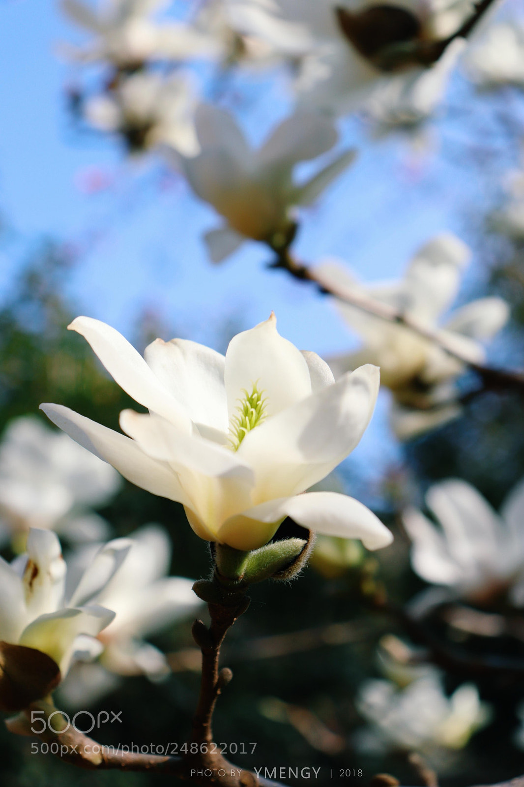 Canon EOS 800D (EOS Rebel T7i / EOS Kiss X9i) sample photo. Yulan magnolia photography