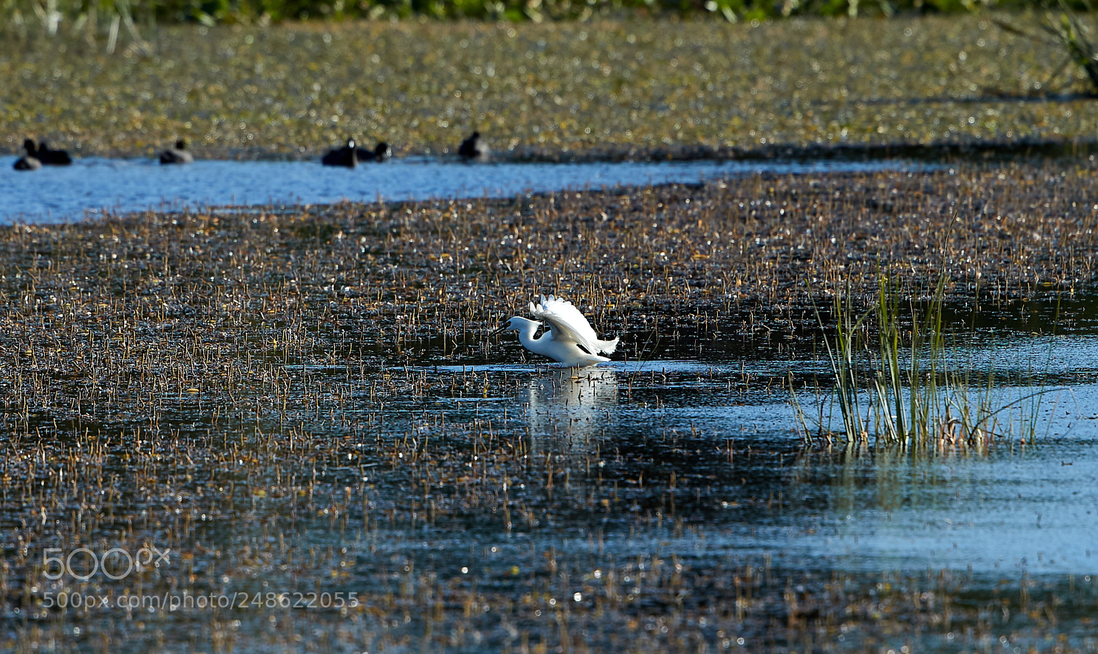 Canon EOS-1D X Mark II sample photo. 03-08-18-0006508 1.jpg photography