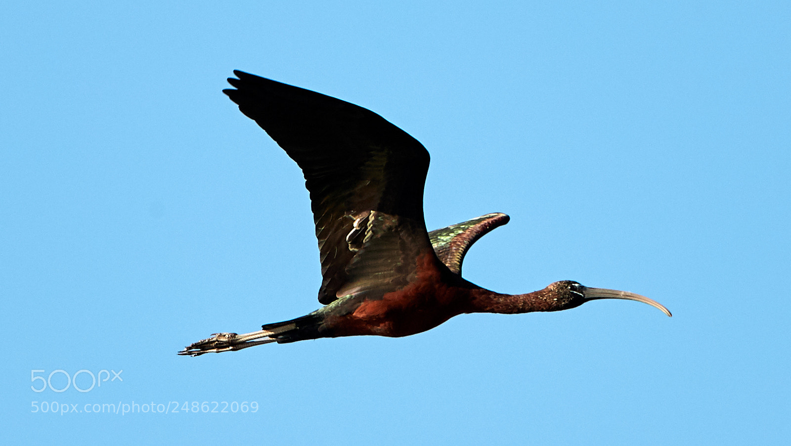 Canon EOS-1D X Mark II sample photo. 03-08-18-0006498.jpg photography