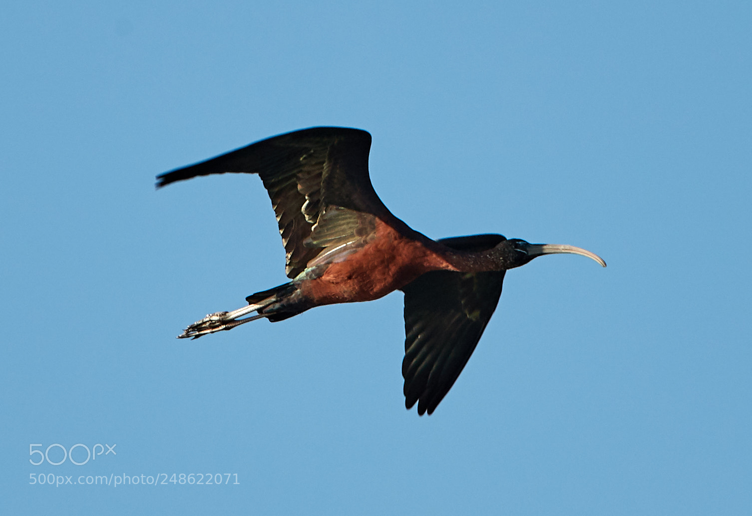 Canon EOS-1D X Mark II sample photo. 03-08-18-0006499.jpg photography