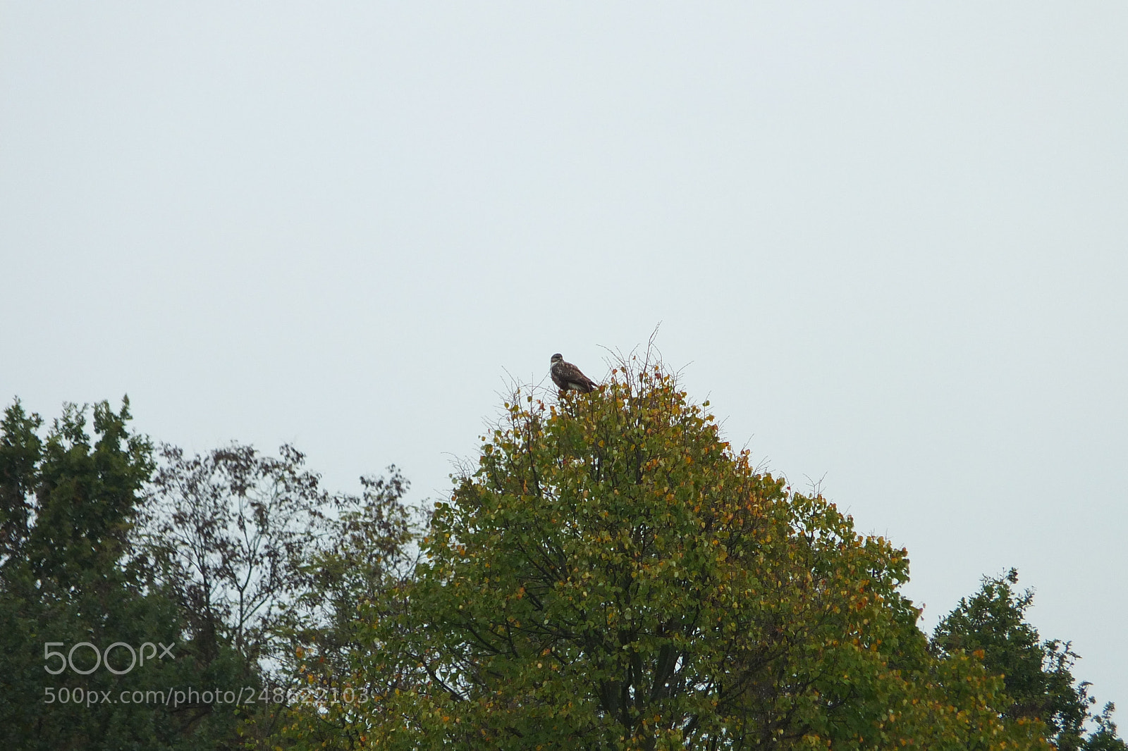 Fujifilm X-S1 sample photo. Common buzzard, kanjac photography