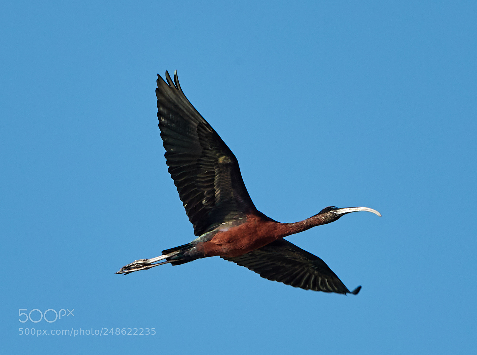 Canon EOS-1D X Mark II sample photo. 03-08-18-0006497.jpg photography
