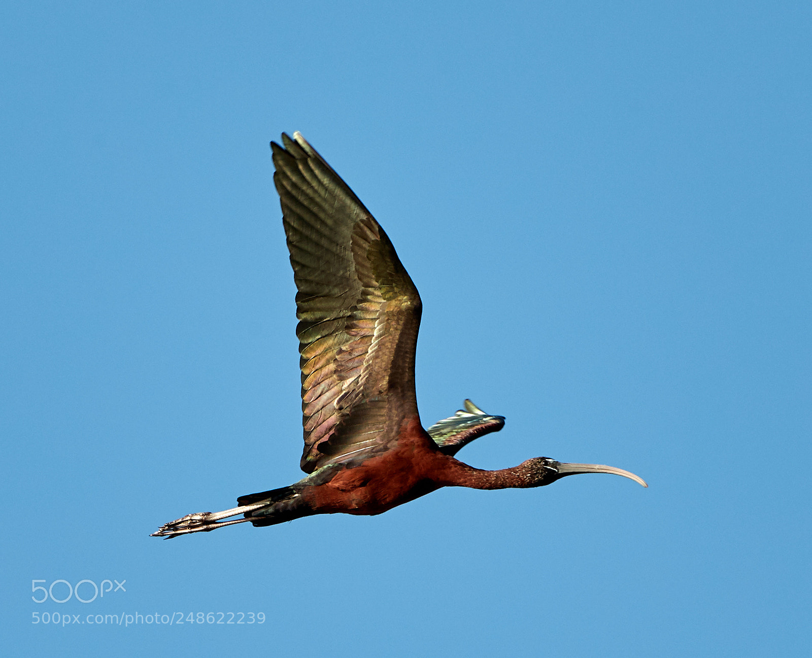 Canon EOS-1D X Mark II sample photo. 03-08-18-0006496.jpg photography