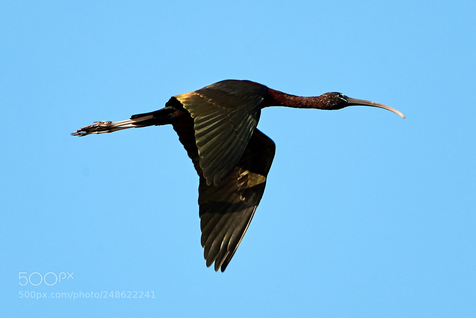 Canon EOS-1D X Mark II sample photo. 03-08-18-0006495.jpg photography