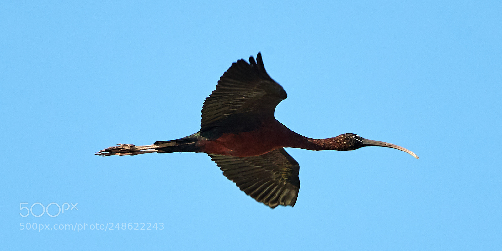 Canon EOS-1D X Mark II sample photo. 03-08-18-0006494.jpg photography