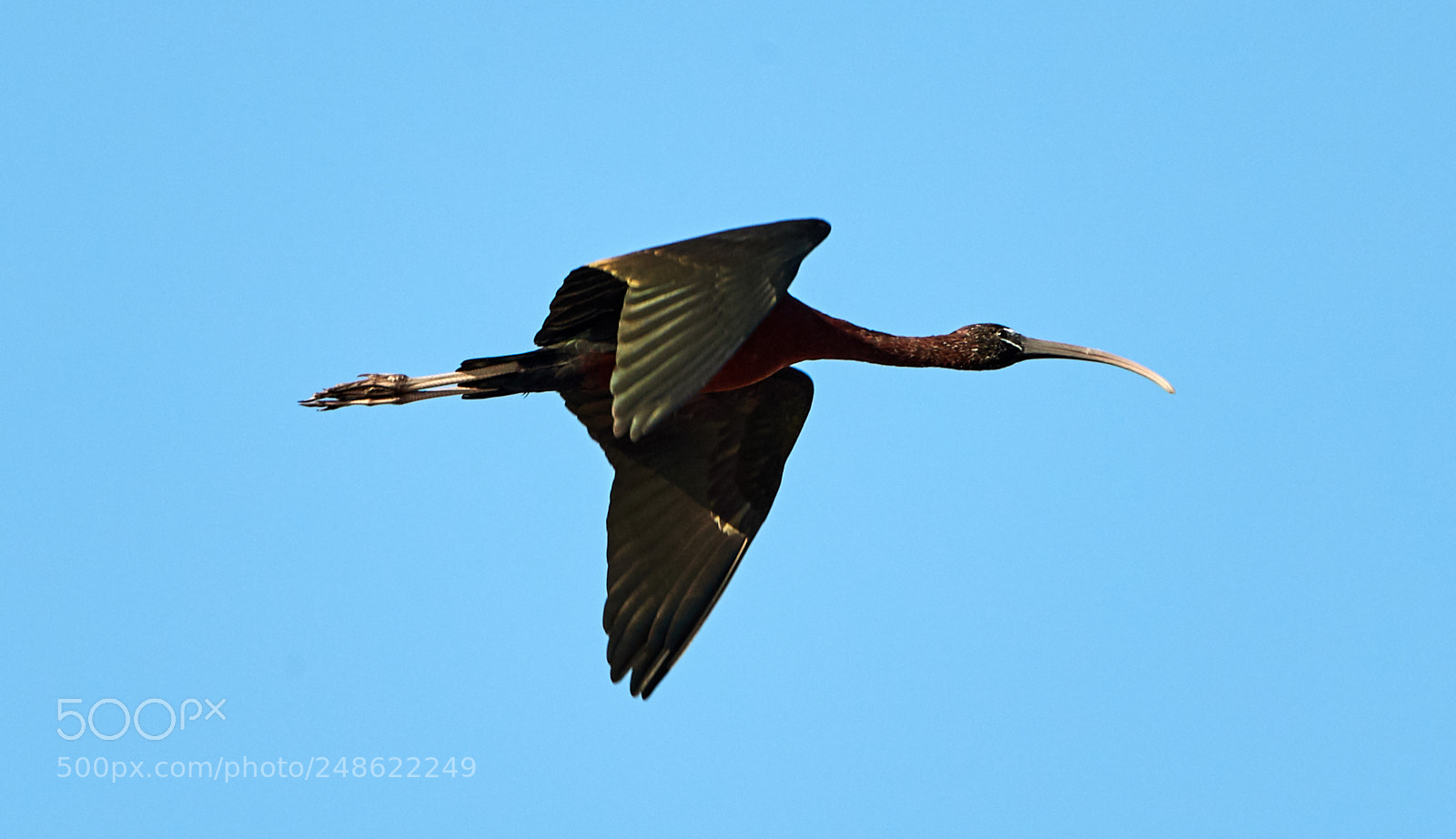 Canon EOS-1D X Mark II sample photo. 03-08-18-0006492.jpg photography
