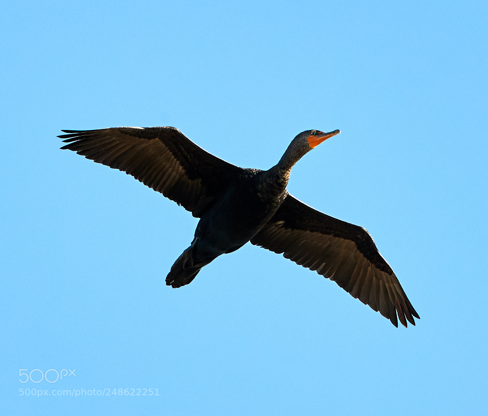 Canon EOS-1D X Mark II sample photo. 03-08-18-0006491.jpg photography