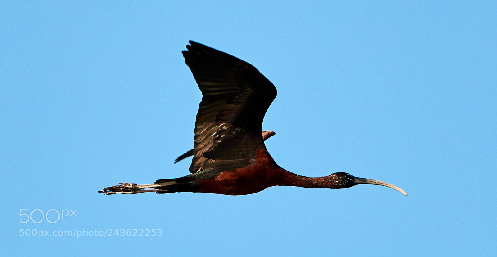 Canon EOS-1D X Mark II sample photo. 03-08-18-0006493.jpg photography