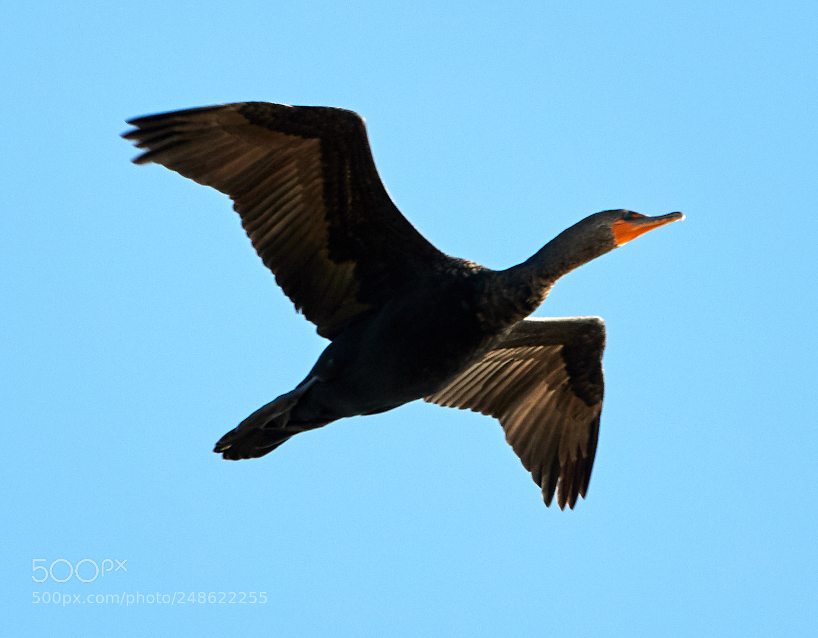 Canon EOS-1D X Mark II sample photo. 03-08-18-0006490.jpg photography