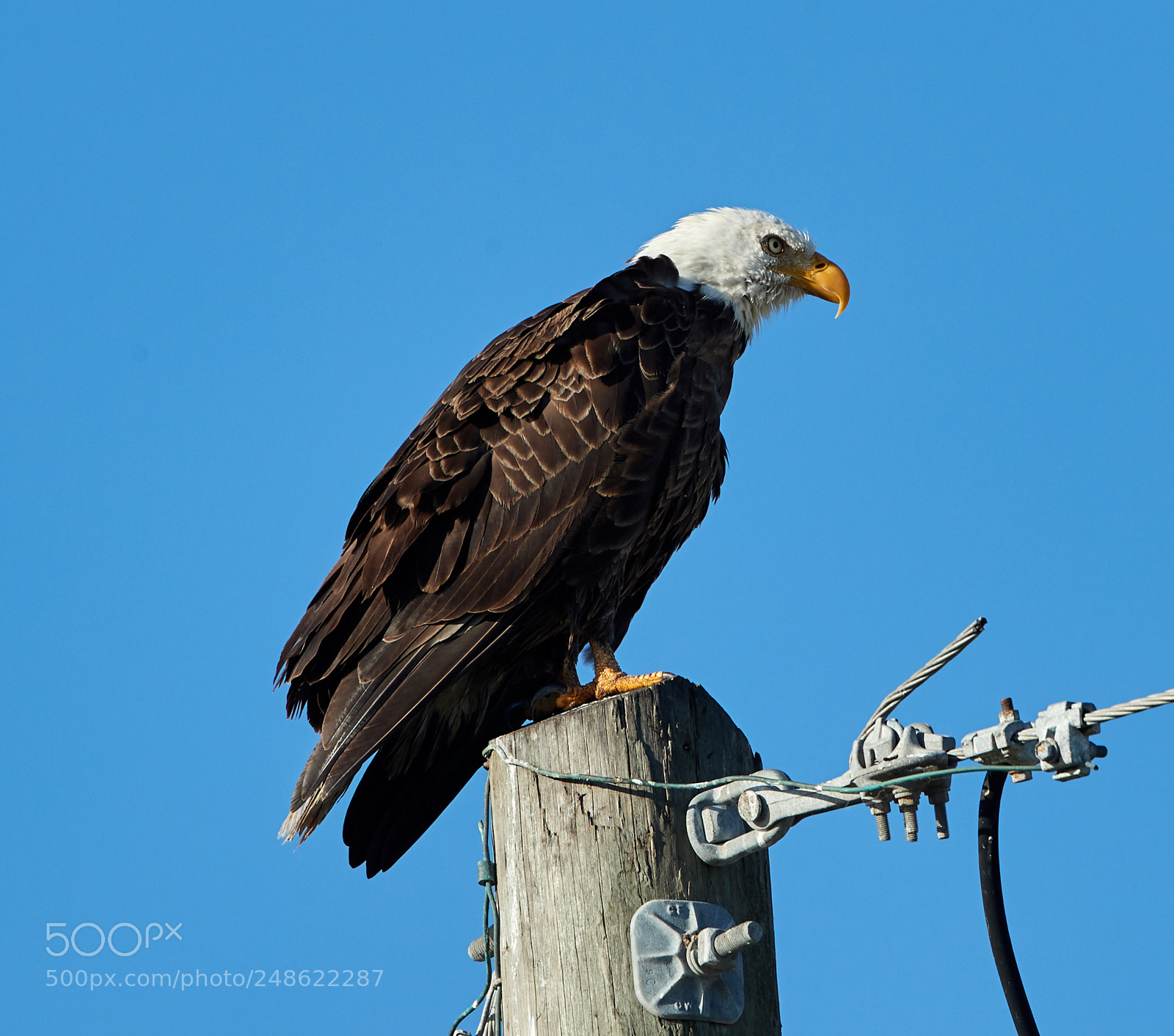 Canon EOS-1D X Mark II sample photo. 03-08-18-0006596.jpg photography