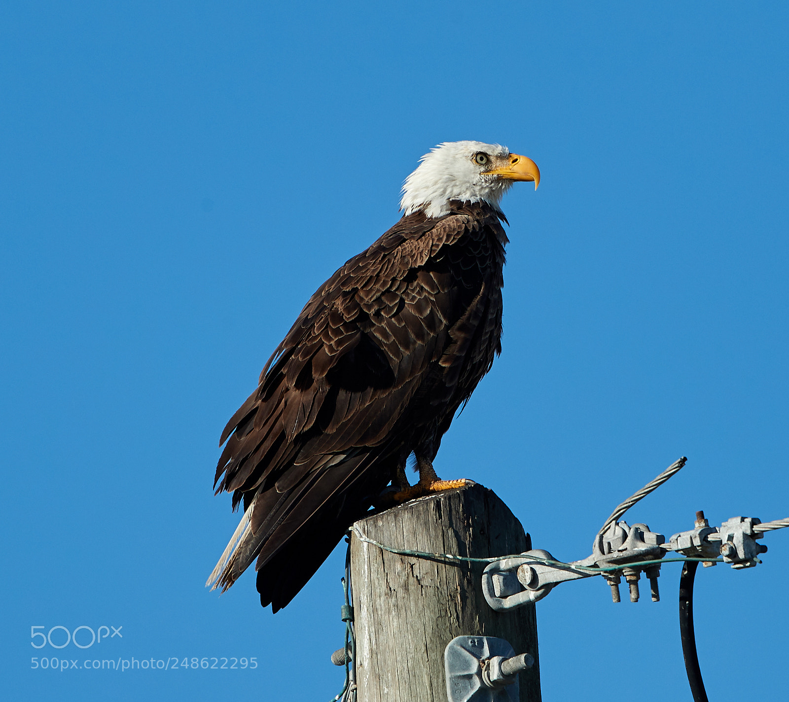 Canon EOS-1D X Mark II sample photo. 03-08-18-0006581.jpg photography