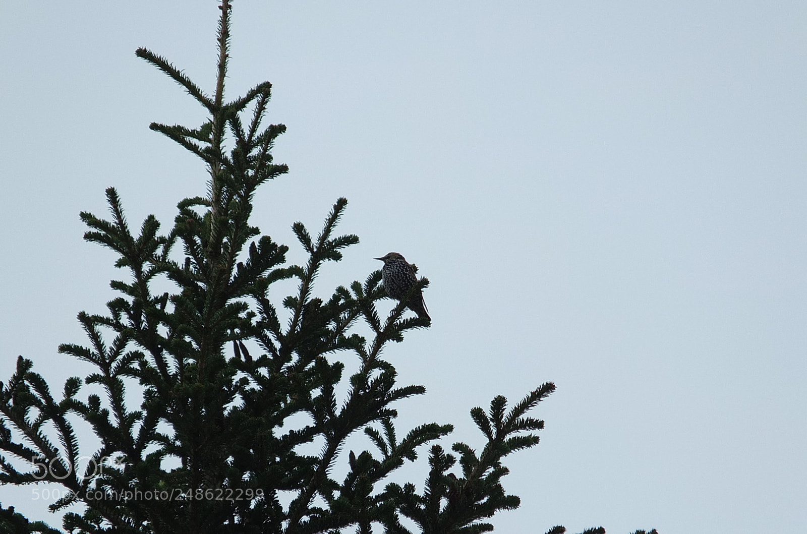 Fujifilm X-S1 sample photo. čvorak, starling, sturnus vulgaris photography