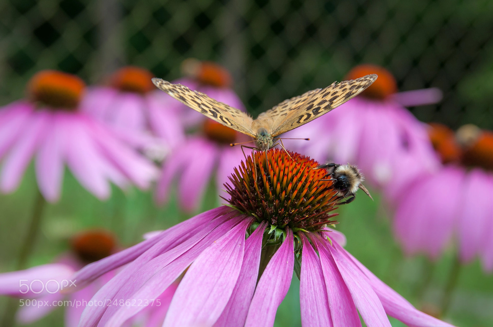 Nikon D90 sample photo. Bloom photography