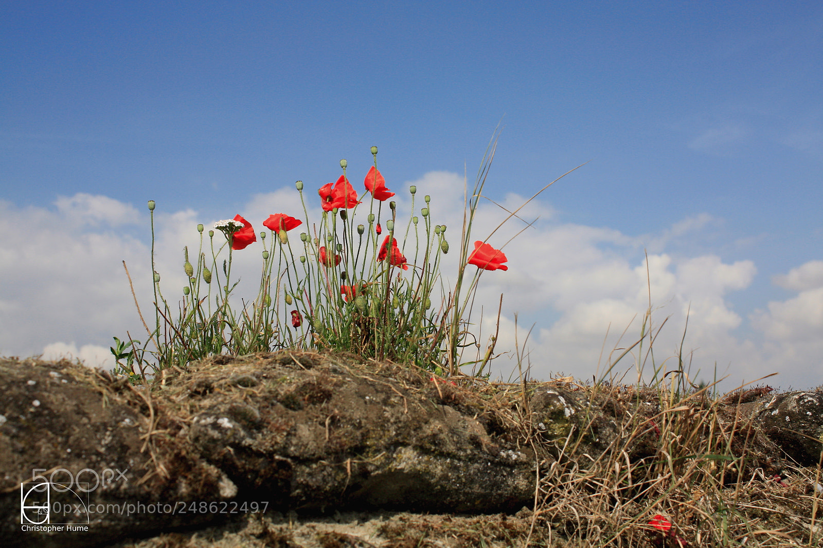 Canon EF-S 18-55mm F3.5-5.6 IS sample photo. Poppies photography