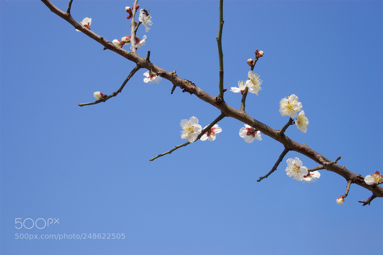 Sony a7 sample photo. Soar photography