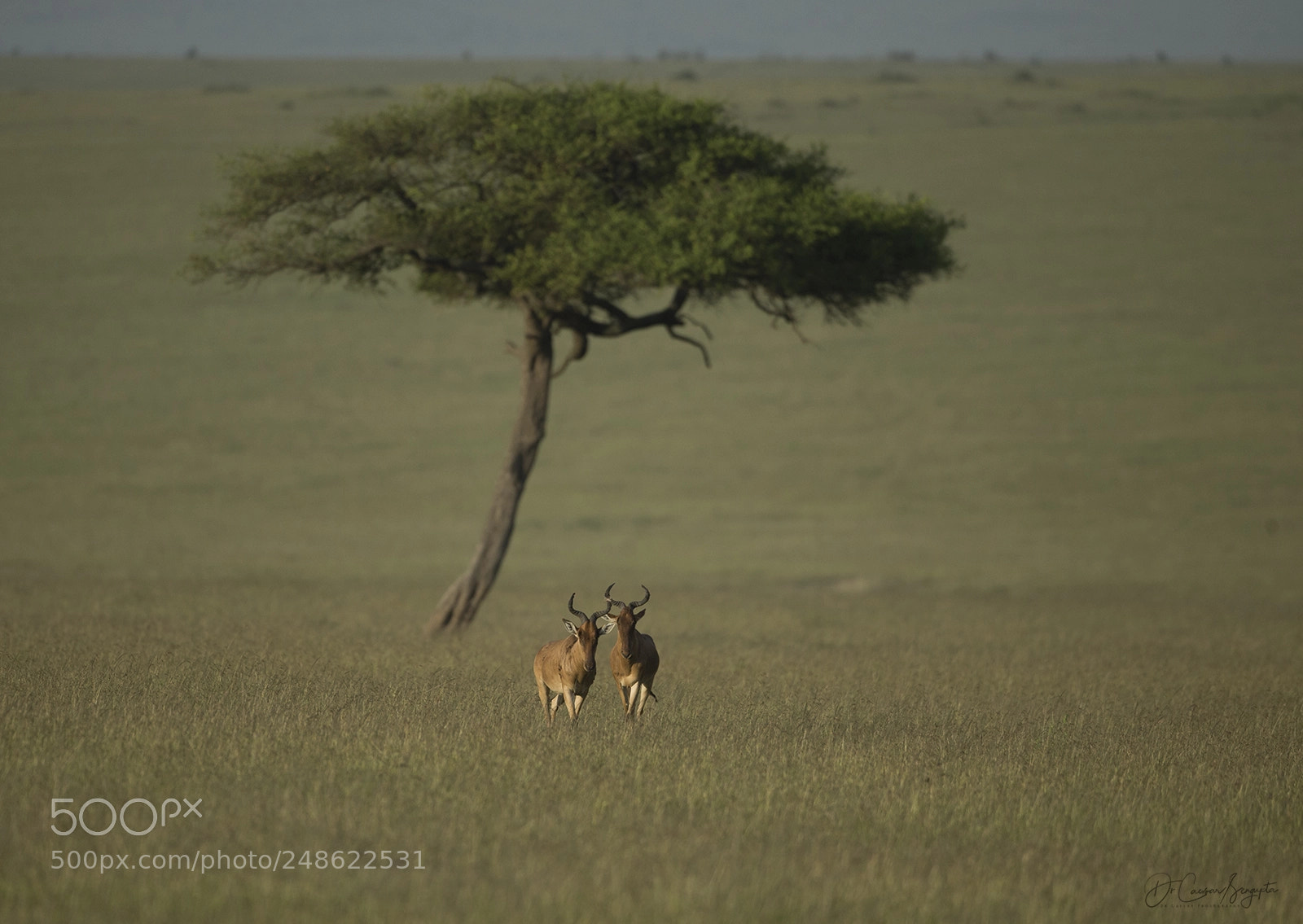 Canon EOS-1D X sample photo. Hartebeest pair photography