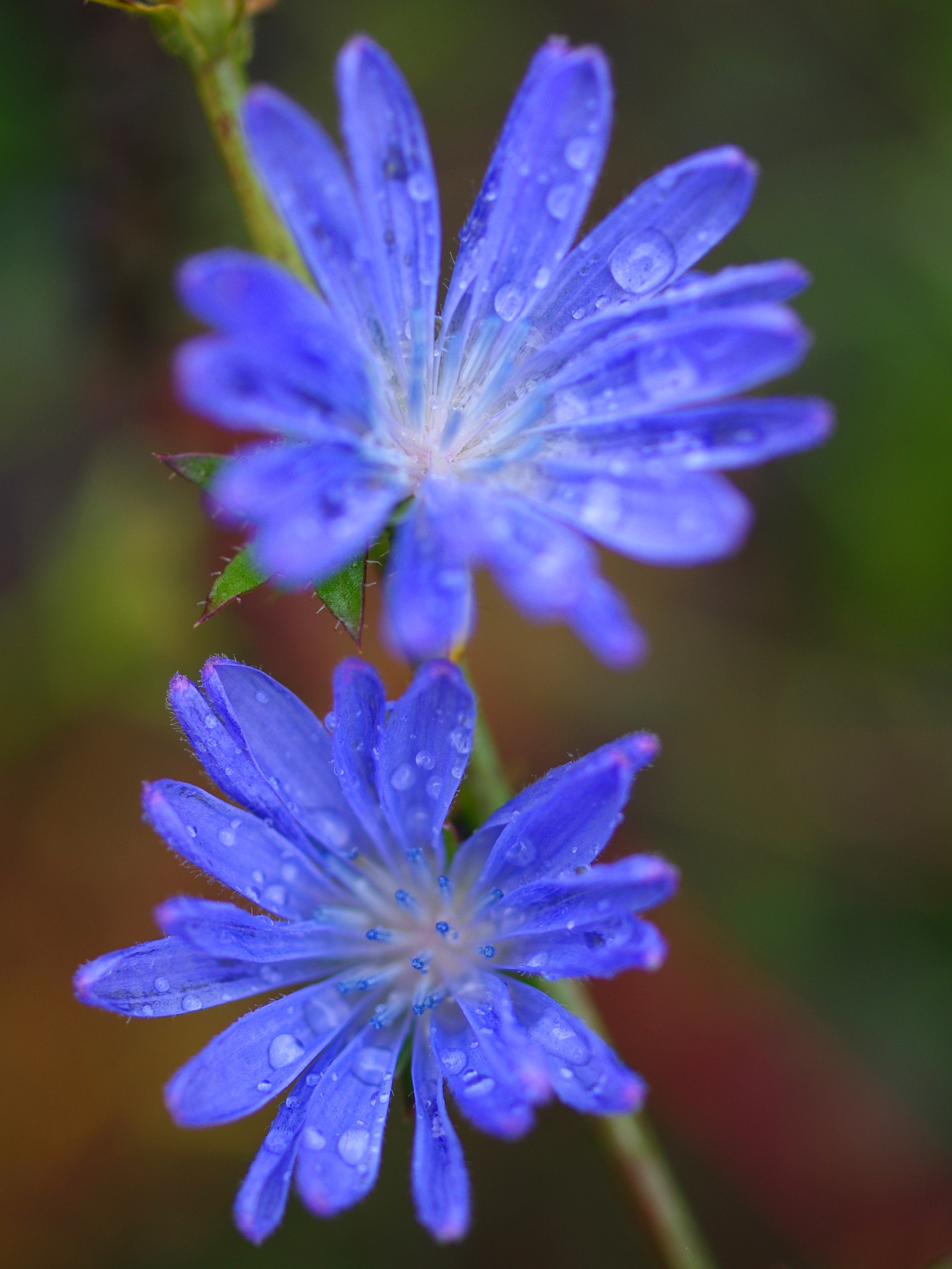 Pentax K-r sample photo. Chicory photography