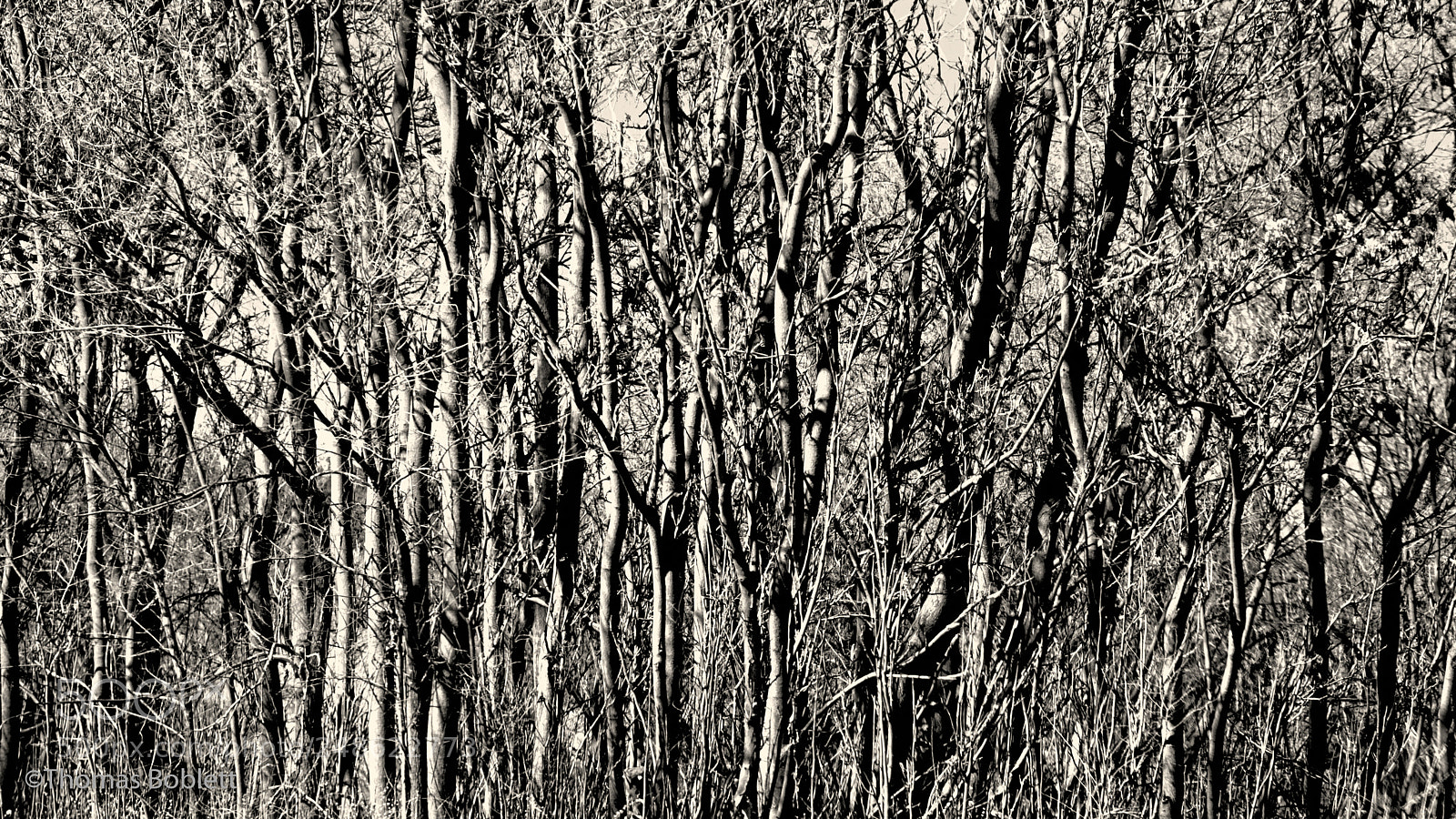 Fujifilm X-T2 sample photo. Trees photography