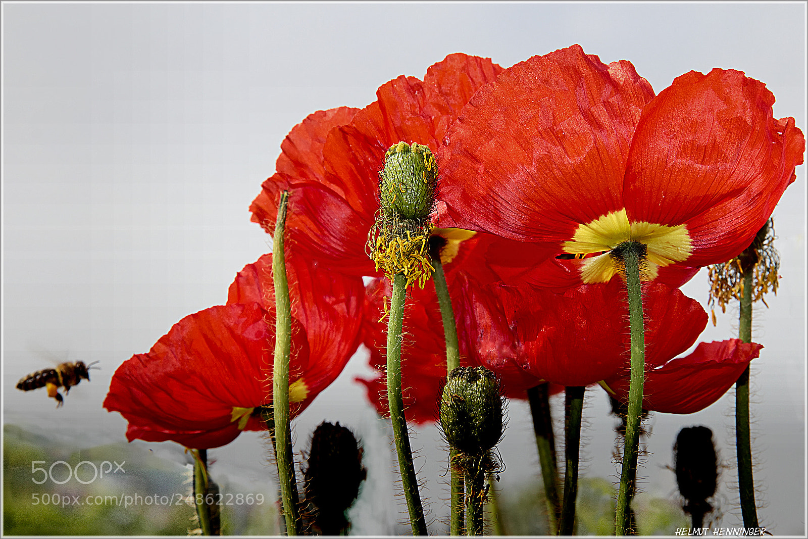 Canon EOS 600D (Rebel EOS T3i / EOS Kiss X5) sample photo. 0441 mohn photography