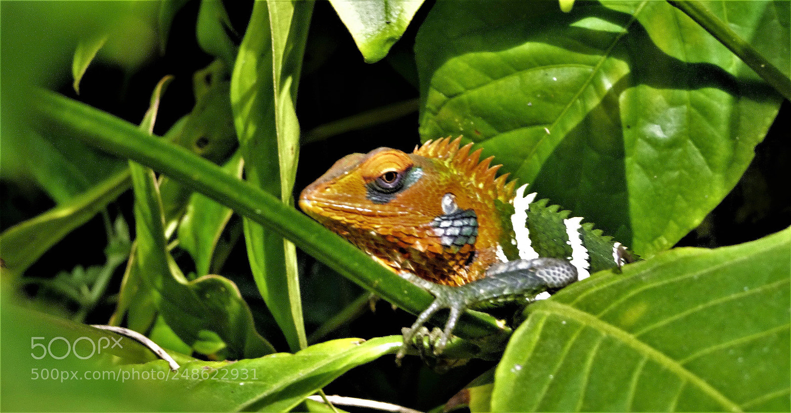 Sony Cyber-shot DSC-HX90V sample photo. Dsc photography