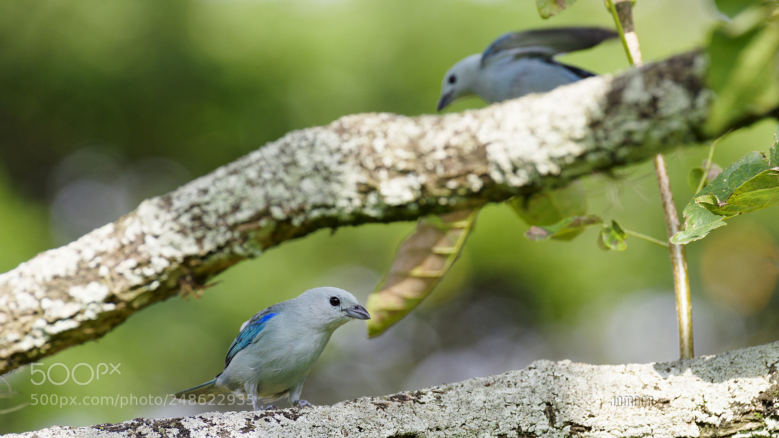 Pentax K-1 sample photo. Blue x ii photography