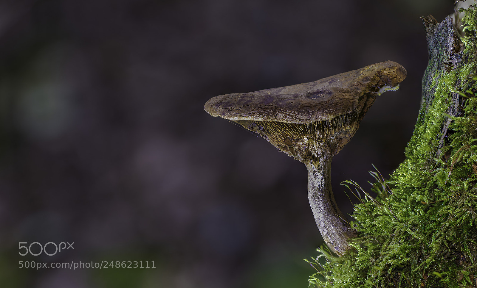 Canon EOS 7D Mark II sample photo. Autumn forest scene photography