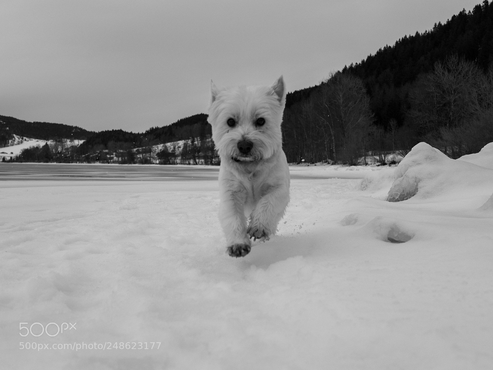 Panasonic Lumix DMC-GX85 (Lumix DMC-GX80 / Lumix DMC-GX7 Mark II) sample photo. Jumping dog photography