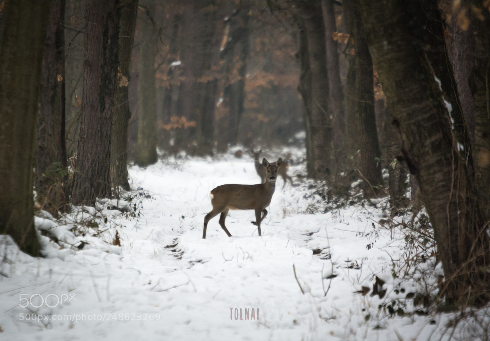 Nikon D7100 sample photo. What the...? photography