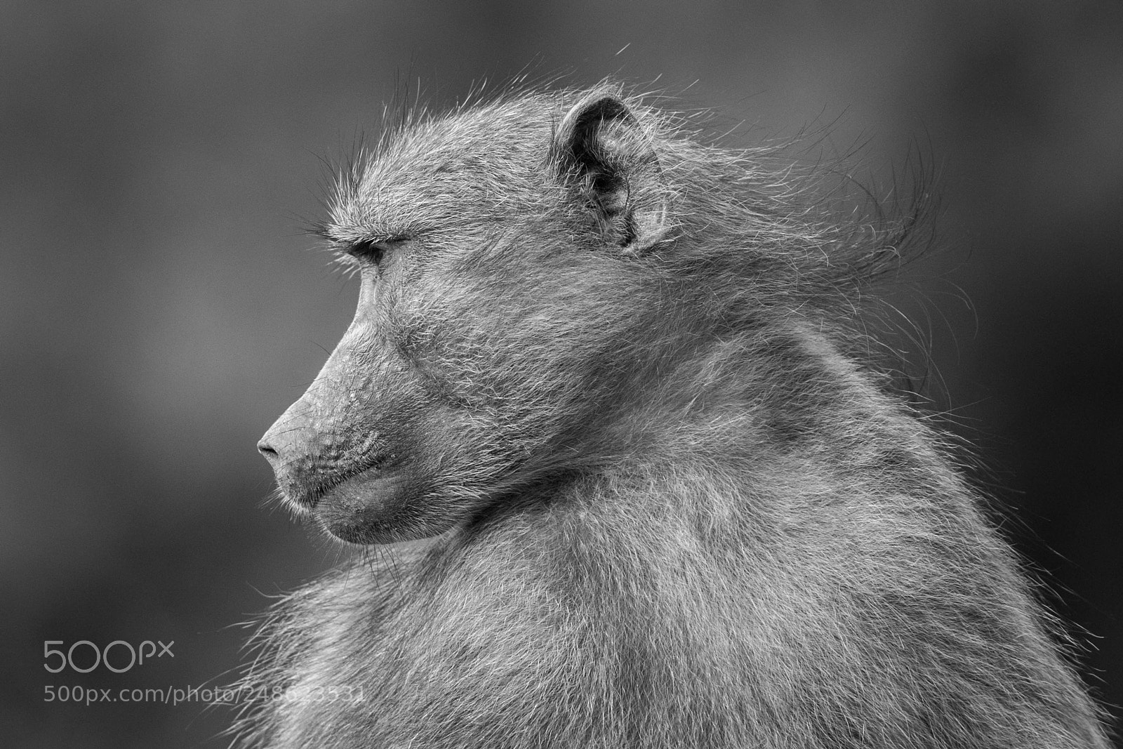 Canon EOS 7D Mark II sample photo. Baboon photography