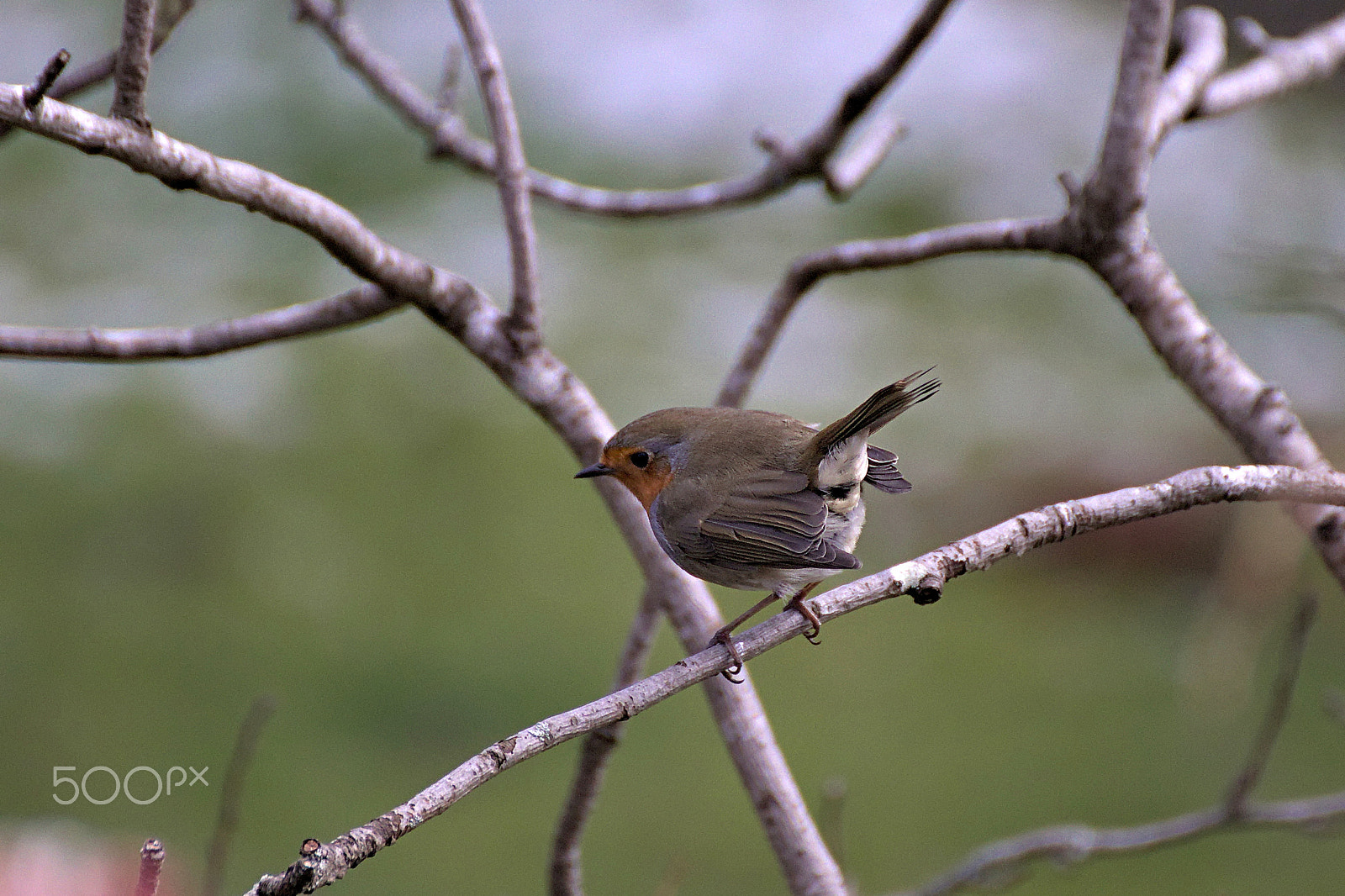 Canon EOS 77D (EOS 9000D / EOS 770D) sample photo. Robin photography