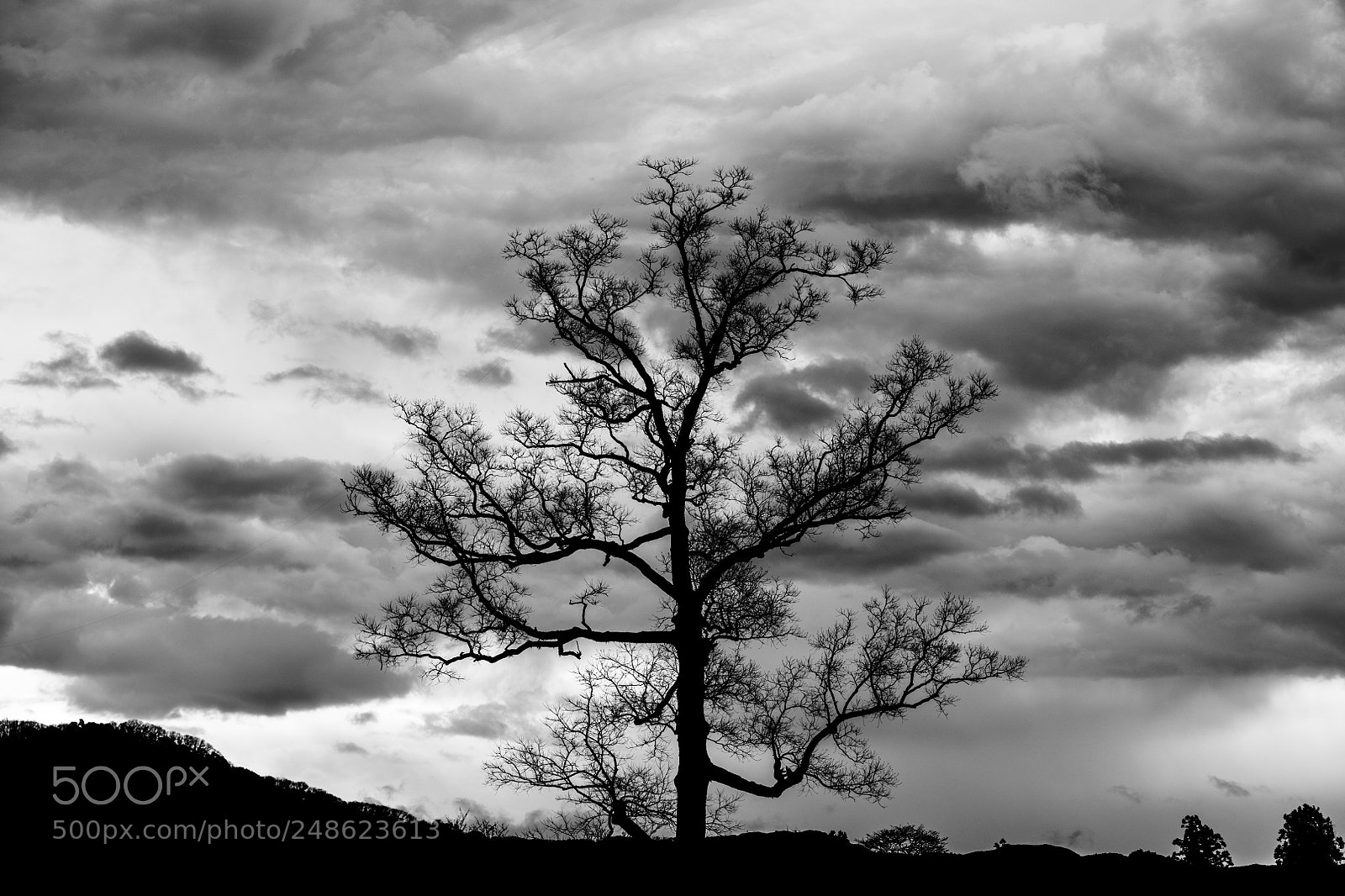 Nikon D850 sample photo. Tree. photography