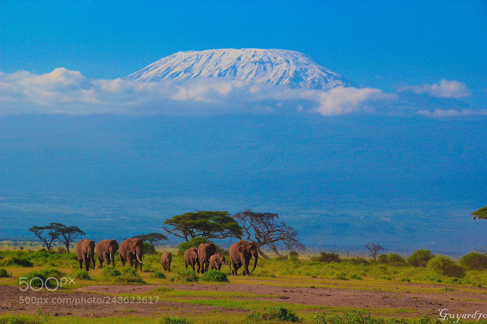 Canon EOS 550D (EOS Rebel T2i / EOS Kiss X4) sample photo. Elephants devant le kilimandjaro photography