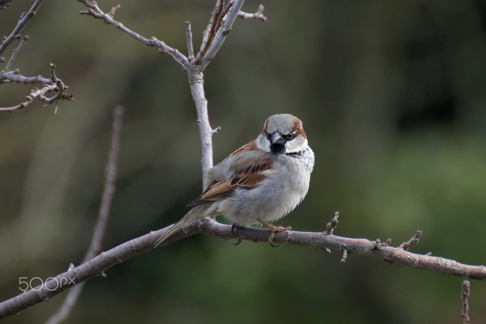 Canon EOS 77D (EOS 9000D / EOS 770D) sample photo. Sparrow photography