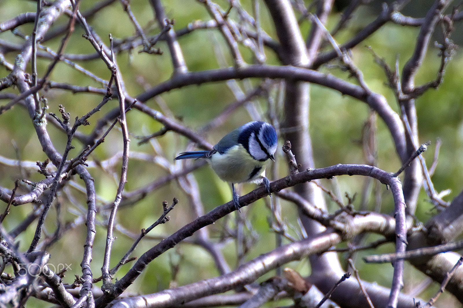 Canon EOS 77D (EOS 9000D / EOS 770D) sample photo. Blue tit photography