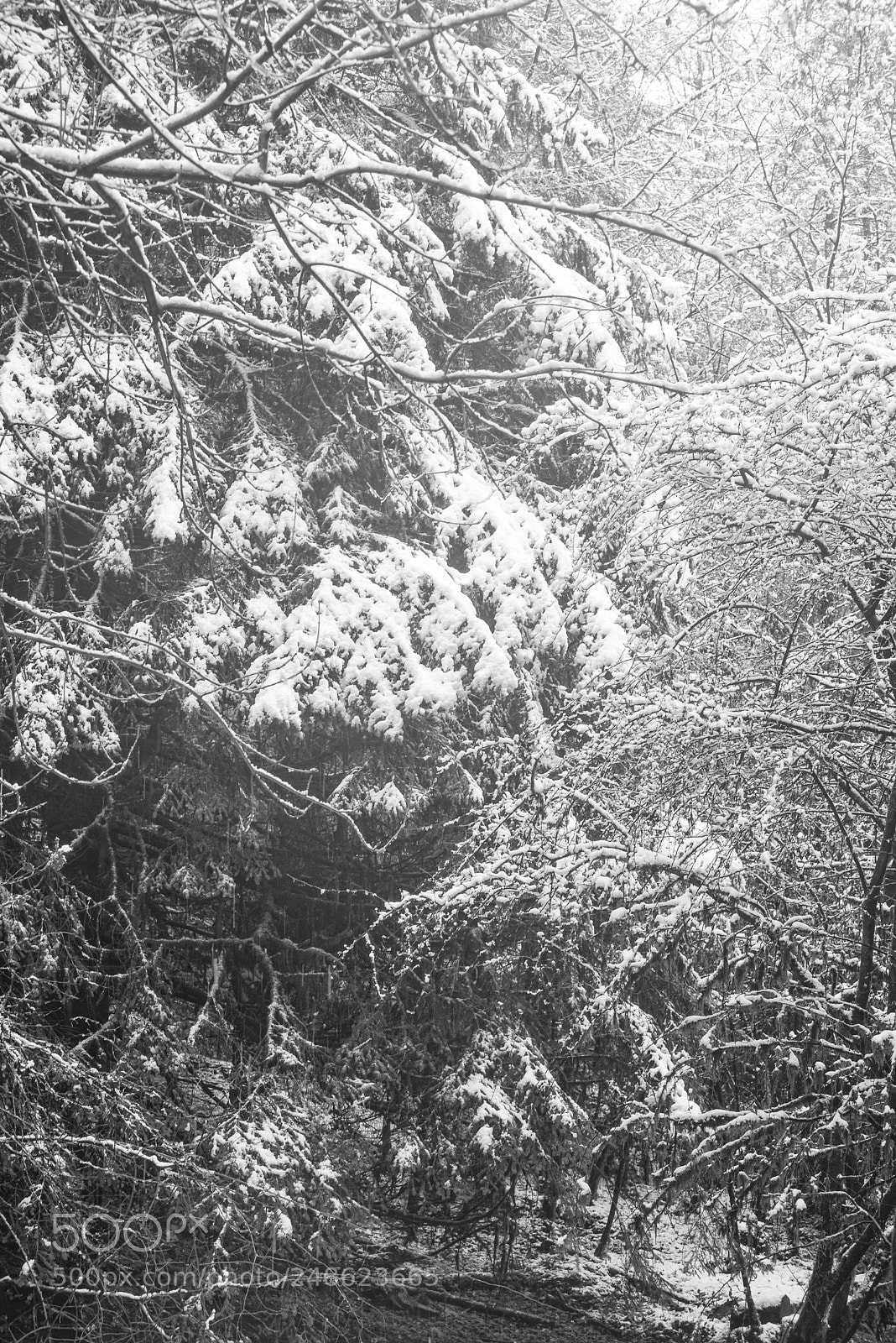 Nikon D610 sample photo. Winter woodland kirroughtree photography