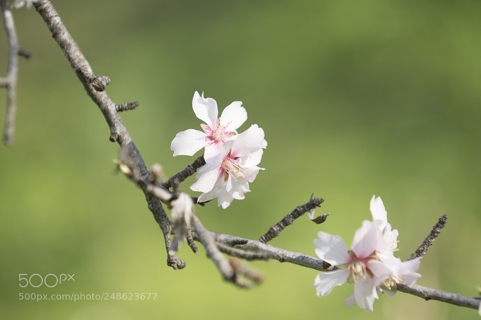 Sony a99 II sample photo. Almond flower photography