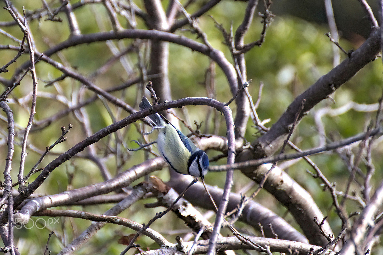 Canon EOS 77D (EOS 9000D / EOS 770D) sample photo. Blue tit photography