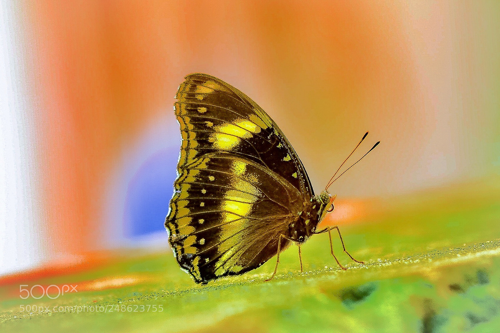 Canon EOS 80D sample photo. Flying jewel photography